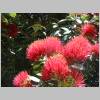 Wellington 053.jpg